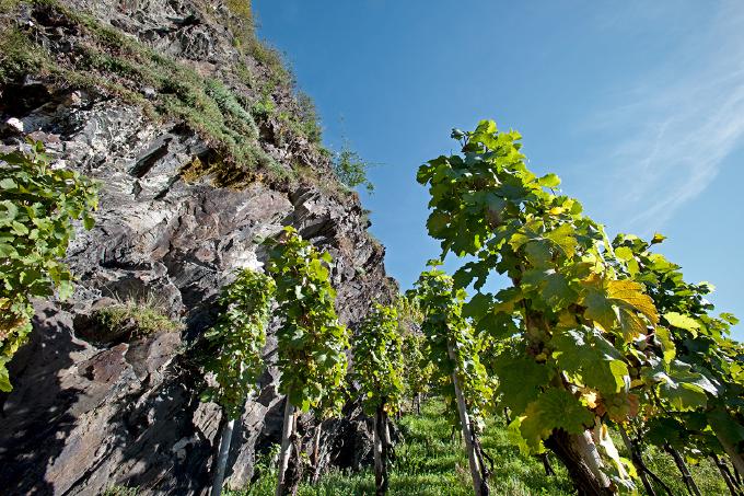 Weinreben und Schiefergestein